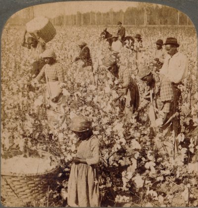 El algodón es rey - escena de plantación con recolectores trabajando. Georgia, c1900 de Unbekannt