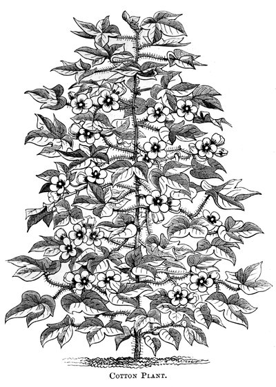 Planta de algodón, c1880 de Unbekannt