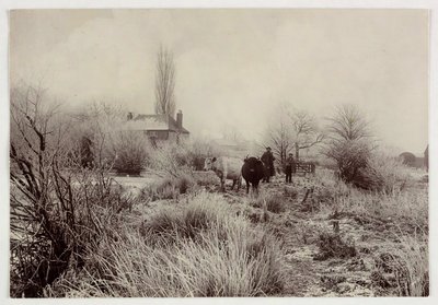 Vacas en un campo helado, c 1890 de Unbekannt