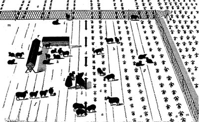 Rotación de cultivos: ovejas en un campo de nabos, 1855 de Unbekannt