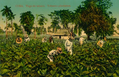 Cuba. Vega de tabaco. Plantación de tabaco, c1920s de Unbekannt