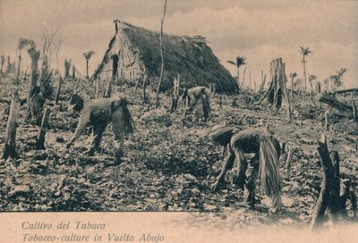 Cultivo del Tabaco en Vuelta Abajo, c1900 de Unbekannt