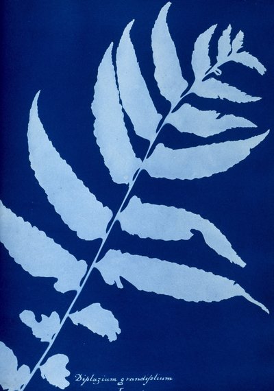 Cianotipo de Diplazium grandifolium de Unbekannt