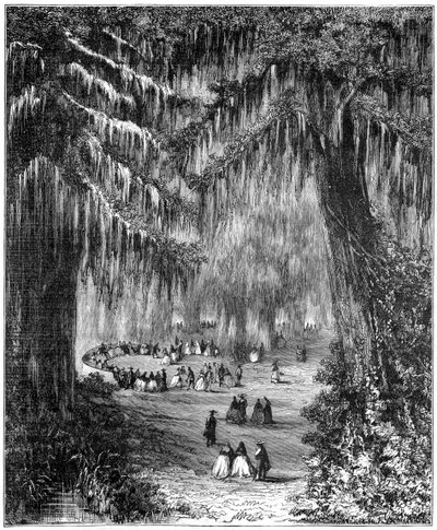 Arboleda de cipreses en Chapultepec, Ciudad de México, 1877 de Unbekannt