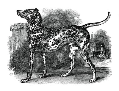 Perro dálmata, 1848 de Unbekannt