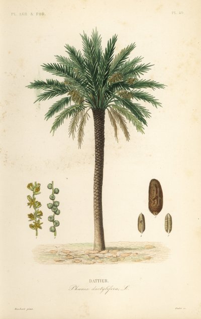 Palmera datilera, Phoenix dactylifera, Dattier de Unbekannt