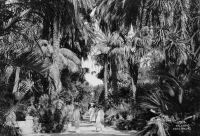 Palmeras datileras, Palermo, Sicilia, Italia, c1920s-c1930s de Unbekannt