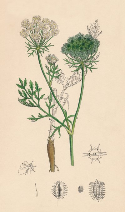 Daucus Carota. Zanahoria silvestre, siglo XIX de Unbekannt