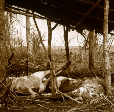 Caballos muertos, Verdún, norte de Francia, c1914-c1918 de Unbekannt