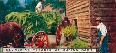 Entregando Tabaco en el Granero de Curado de Unbekannt