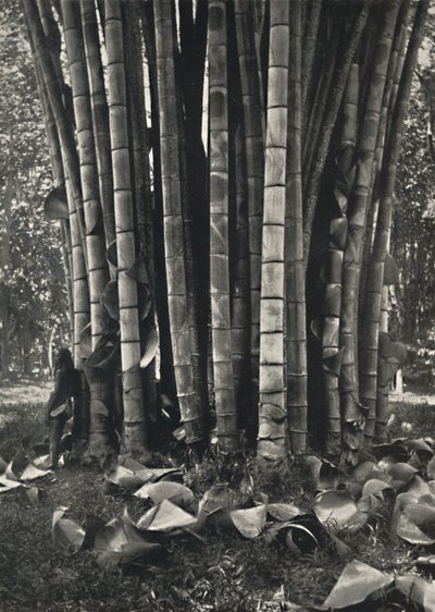 La parte inferior de los tallos de una planta de bambú gigante en Peradeniya, 1926 de Unbekannt