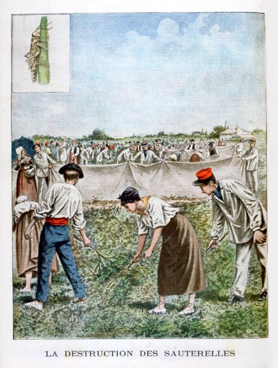 Destruyendo el saltamontes, 1901 de Unbekannt