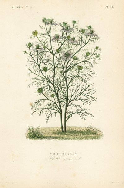 Nigella arvensis de Unbekannt