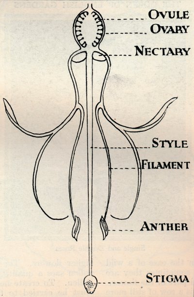 Diagrama de una flor de fucsia, mostrando el mecanismo empleado para producir semillas, c1934 de Unbekannt
