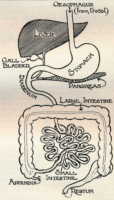 Diagrama que muestra el canal alimentario, que pasa directamente a través del cuerpo, c1934 de Unbekannt
