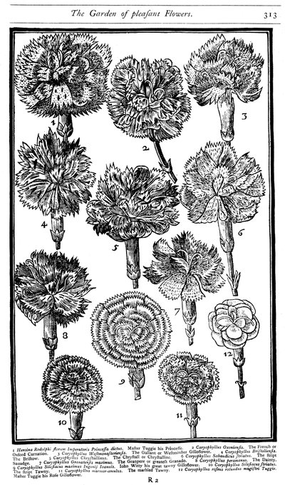 Dianthus Claveles y Rosas, 1629 de Unbekannt
