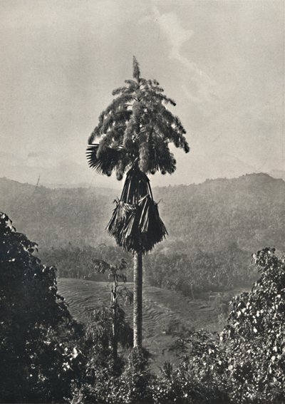 La palma Talipot Corypha umbracalifera en flor, 1926 de Unbekannt