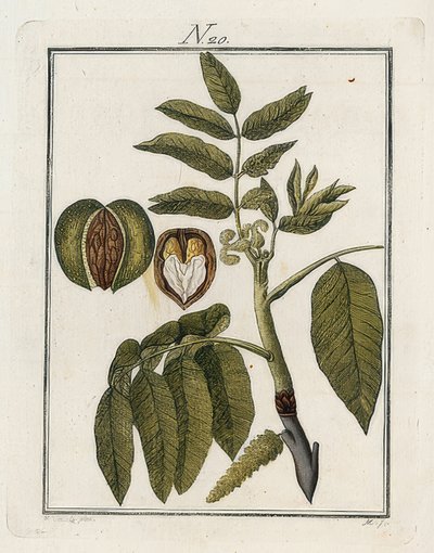 La nuez. El mundo en imágenes. Volumen 3. Baumeister. Viena. 1790 de Unbekannt