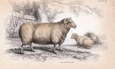 Carnero Dishley New Leicester, c. 1840 de Unbekannt