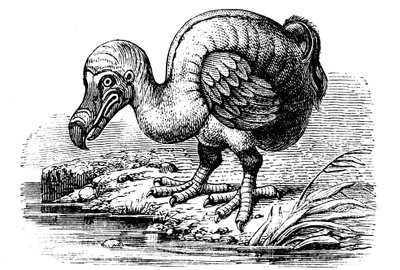 Dodo, 1884 de Unbekannt