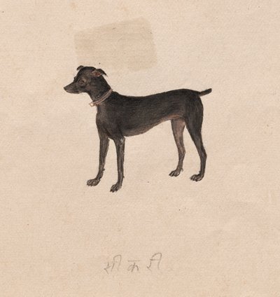 Perro, 1800s de Unbekannt