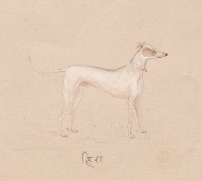Perro, 1800s de Unbekannt