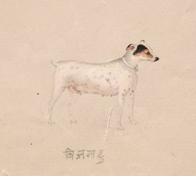 Perro, 1800s de Unbekannt