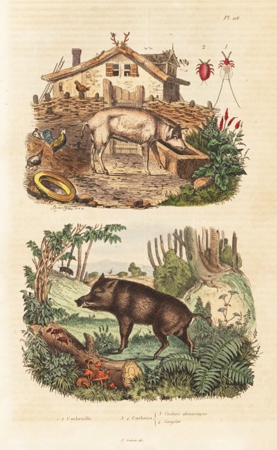 Cerdo doméstico, jabalí y cochinilla de Unbekannt