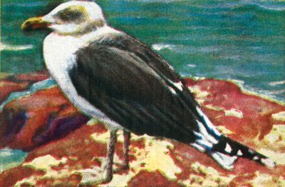 Gaviota dominicana, c1928 de Unbekannt