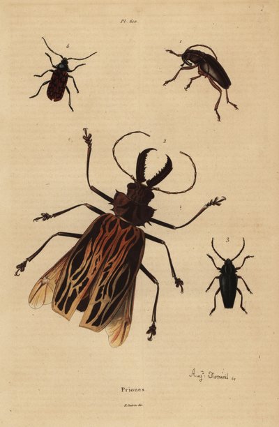 Dorysthenes paradoxus 1, Macrodontia cervicornis, vulnerable 2, Elateropsis lineatus 3 y Prionus versicolor 4 de Unbekannt