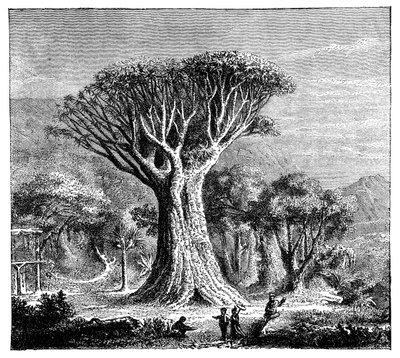 Dracona de Icod, Tenerife, España, c1900s de Unbekannt