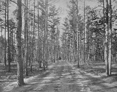 Paseo en el Parque Piney Woods, Lakewood, Nueva Jersey, c1897 de Unbekannt