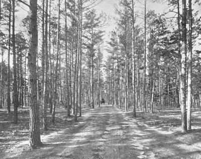 Paseo en Piney Woods Park, Lakewood, Nueva Jersey, EE.UU., c1900 de Unbekannt