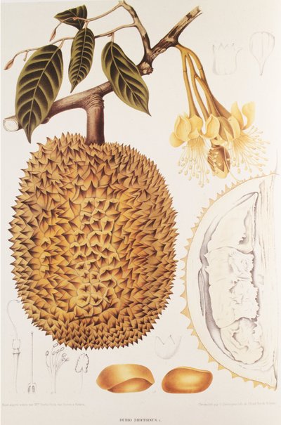 Durio zibethinus/Durian/durión de Unbekannt