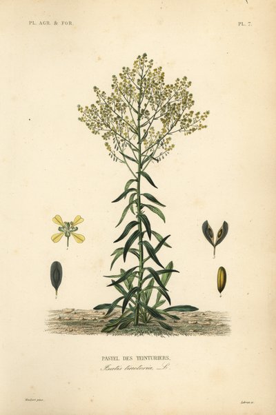 Isatide de los tintoreros, Isatis tinctoria, Pastel des Teinturers de Unbekannt