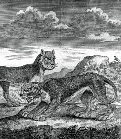 Leopardo de la India Oriental, 1750 de Unbekannt