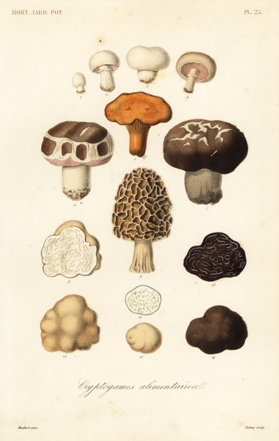 Hongos comestibles de Unbekannt