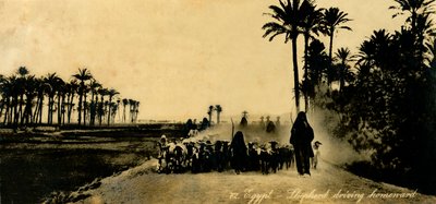 Egipto - Pastor conduciendo a casa, c1918-c1939 de Unbekannt