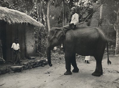Elefante en un camino cerca de Kandy, 1926 de Unbekannt