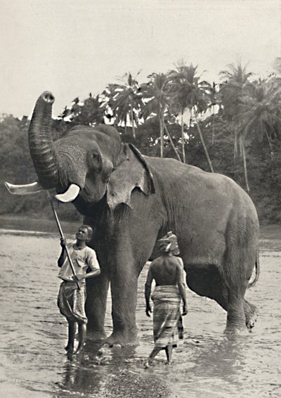 Elefante en el Mahavaliganga, 1926 de Unbekannt