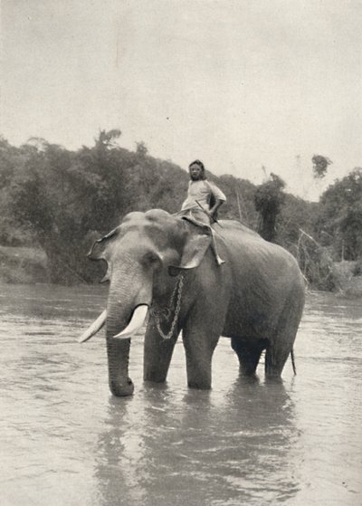 Elefante con cornaca en la Mahavaliganga, 1926 de Unbekannt