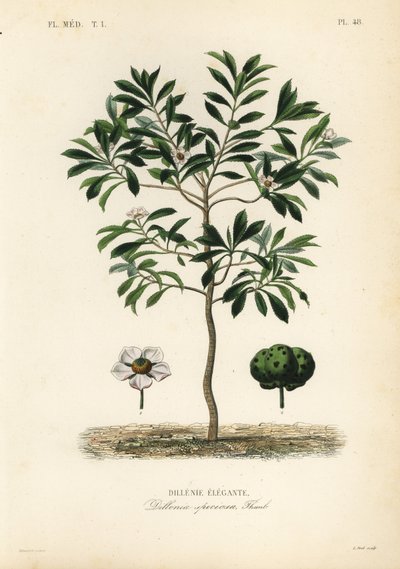 Manzana de elefante, Dillenia indica de Unbekannt