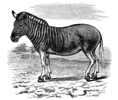 Grabado de una quagga, 1893 de Unbekannt