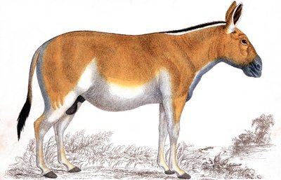 Grabado de una Quagga, c. 1860 de Unbekannt