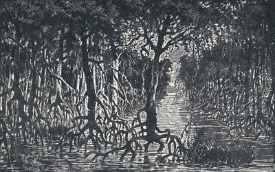 Bosque ecuatorial africano de Unbekannt