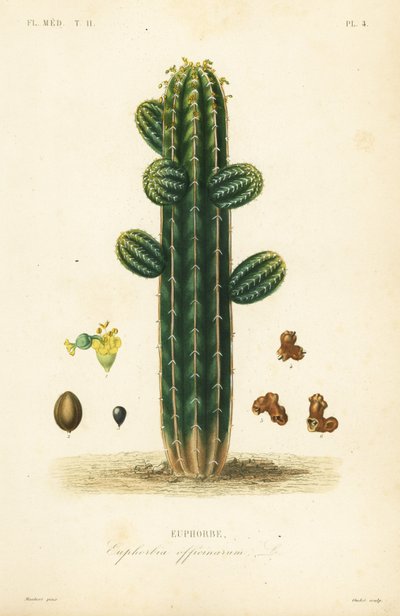 Euphorbia officinarum de Unbekannt