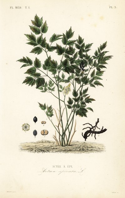 Baneberry eurasiático o hierba de Christopher, Actaea spicata de Unbekannt