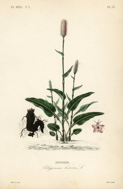 Bistorta europea, Persicaria bistorta de Unbekannt