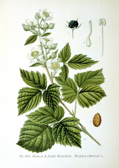 Zarzamora europea, 1893 de Unbekannt