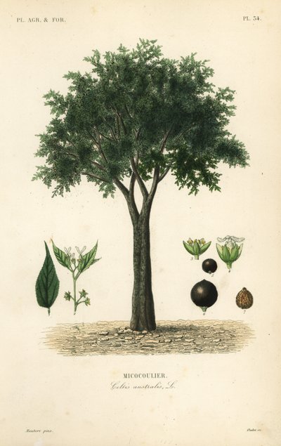 Árbol de ortiga europeo, hackberry mediterráneo, árbol de loto o honeyberry, Celtis australis, micocoulier de Unbekannt